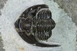 Bargain, Cornuproetus Trilobite Fossil - Issoumour, Morocco #164743-3